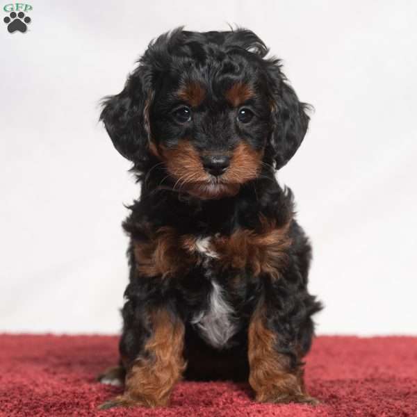 Jolissa, Cavapoo Puppy